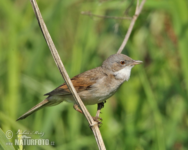 Whitethroat (Sylvia communis)