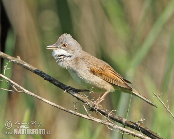 Whitethroat (Sylvia communis)