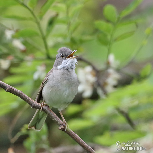 Whitethroat (Sylvia communis)