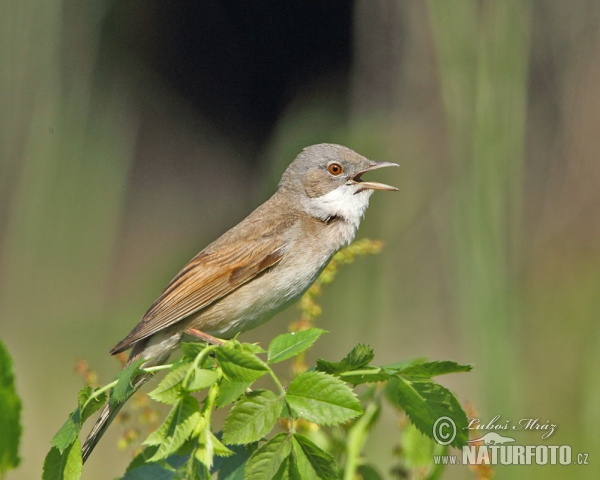 Whitethroat (Sylvia communis)