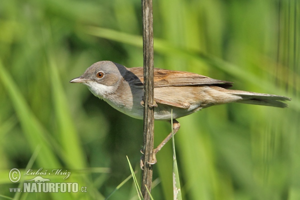 Whitethroat (Sylvia communis)