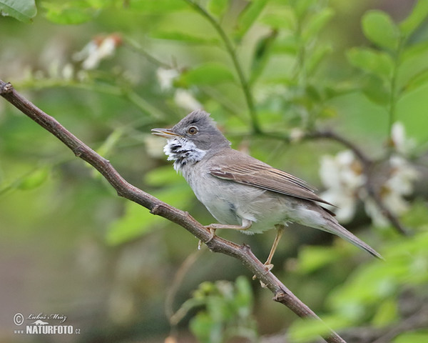 Whitethroat (Sylvia communis)