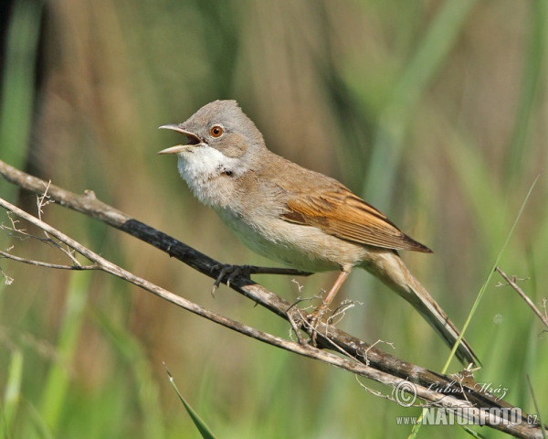 Whitethroat (Sylvia communis)