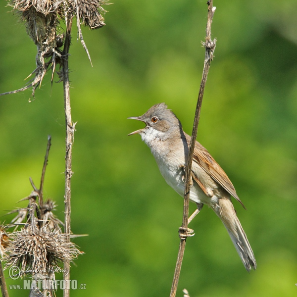 Whitethroat (Sylvia communis)