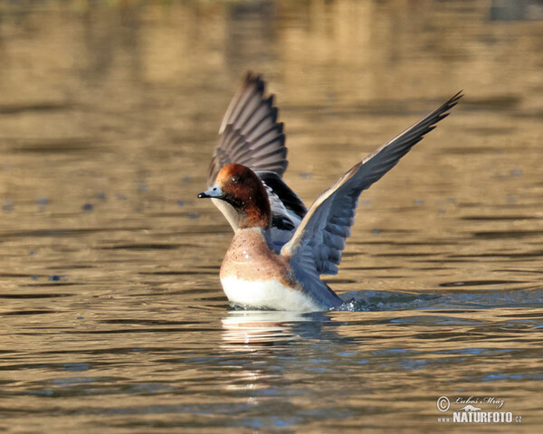 Wigeon (Anas penelope)