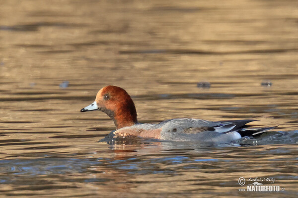 Wigeon (Anas penelope)