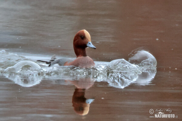 Wigeon (Anas penelope)