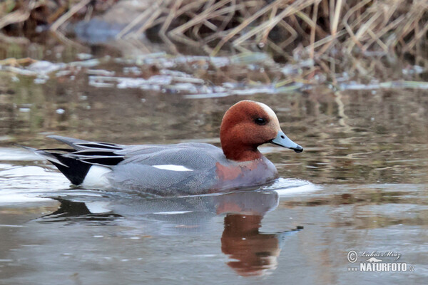 Wigeon (Anas penelope)