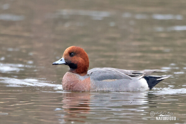 Wigeon (Anas penelope)