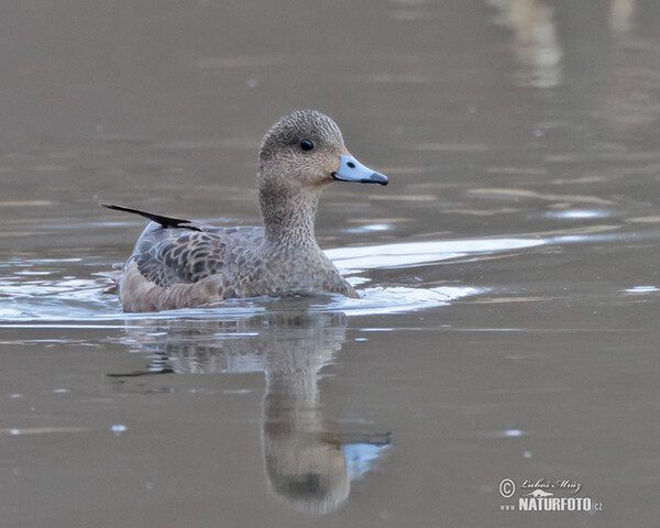 Wigeon (Anas penelope)