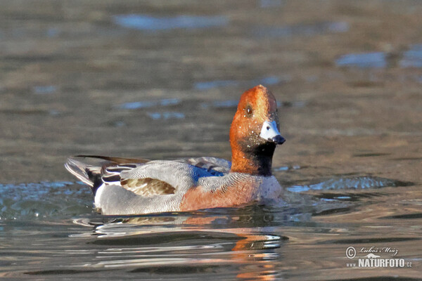 Wigeon (Anas penelope)