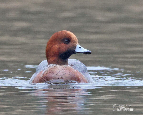 Wigeon (Anas penelope)