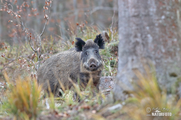 Wild Boar (Sus scrofa)