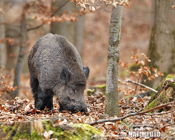 Wild zwijn