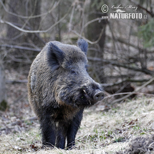 Wild zwijn