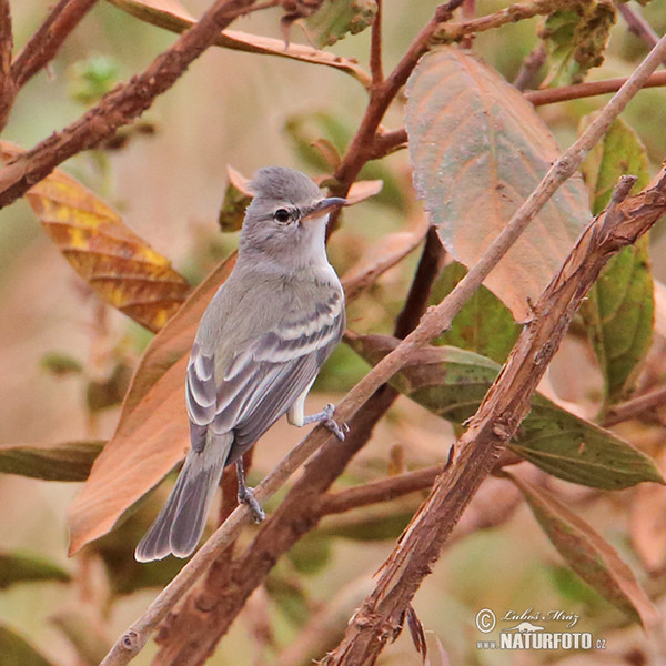 Willow Flaycatcher (Empidonax traillii)