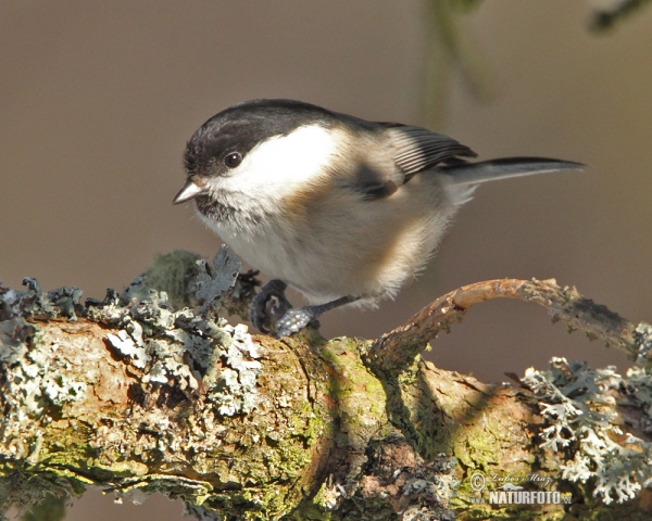 Willow Tit (Parus montanus)