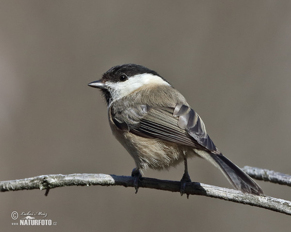 Willow Tit (Parus montanus)