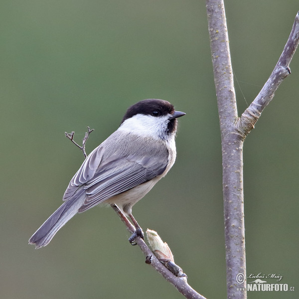 Willow Tit (Parus montanus)