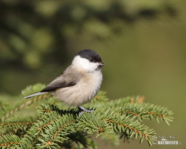 Willow Tit (Parus montanus)