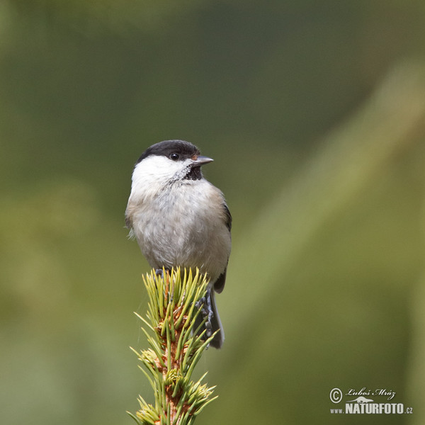 Willow Tit (Parus montanus)