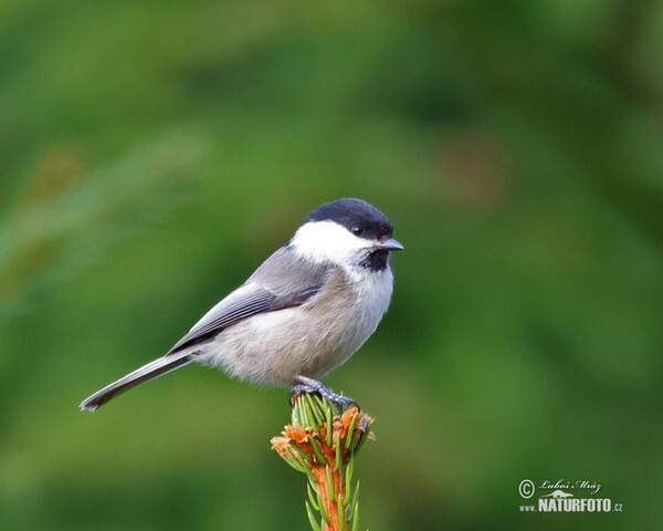 Willow Tit (Parus montanus)