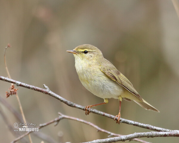 Willow Warbler (Phylloscopus trochilus)