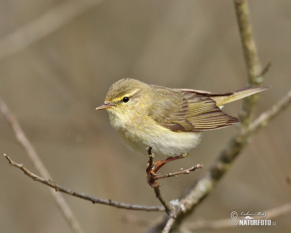 Willow Warbler (Phylloscopus trochilus)