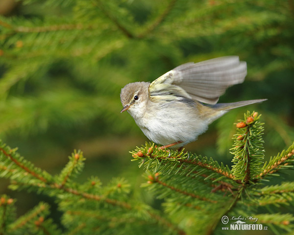 Willow Warbler (Phylloscopus trochilus)