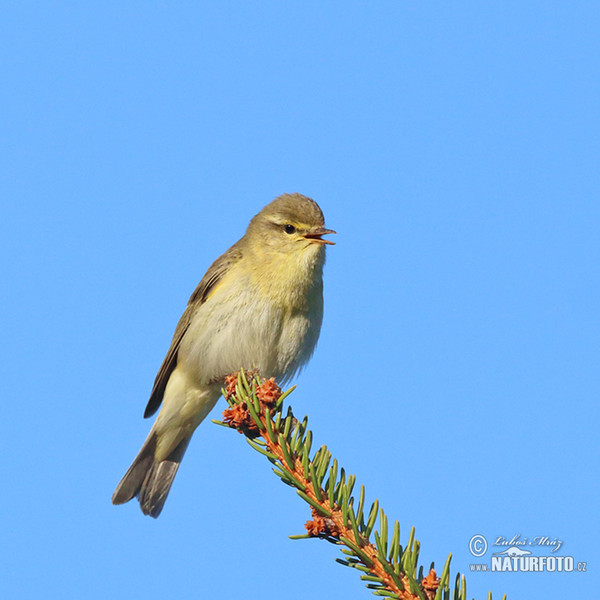 Willow Warbler (Phylloscopus trochilus)