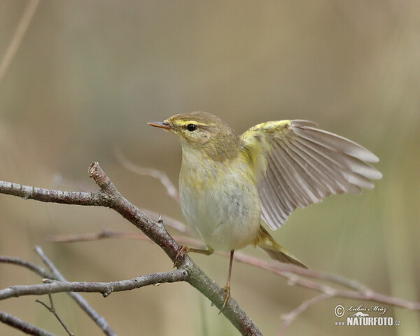 Willow Warbler (Phylloscopus trochilus)