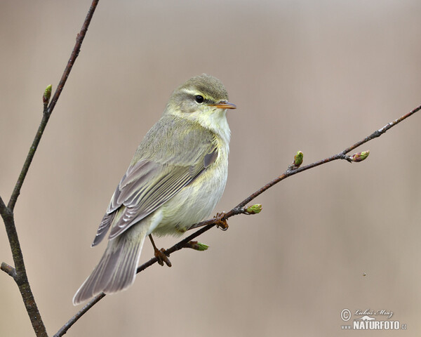 Willow Warbler (Phylloscopus trochilus)