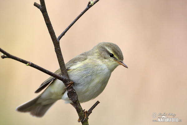 Willow Warbler (Phylloscopus trochilus)