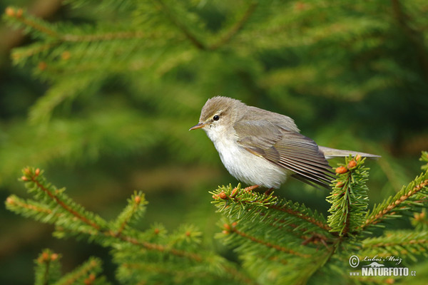 Willow Warbler (Phylloscopus trochilus)