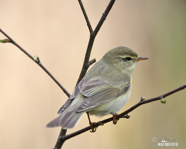 Willow Warbler (Phylloscopus trochilus)