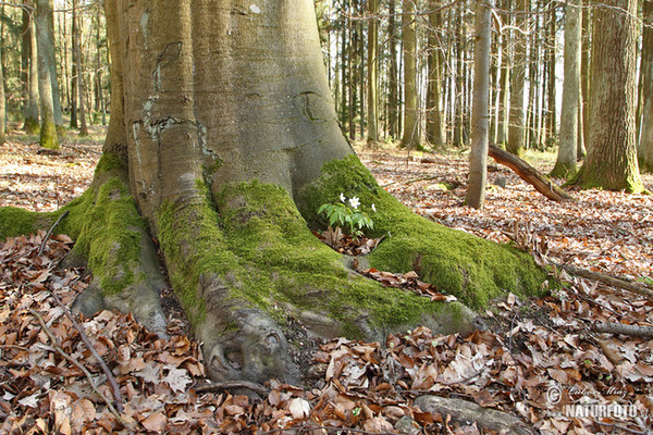 Wood Anemone (Anemone nemorosa)