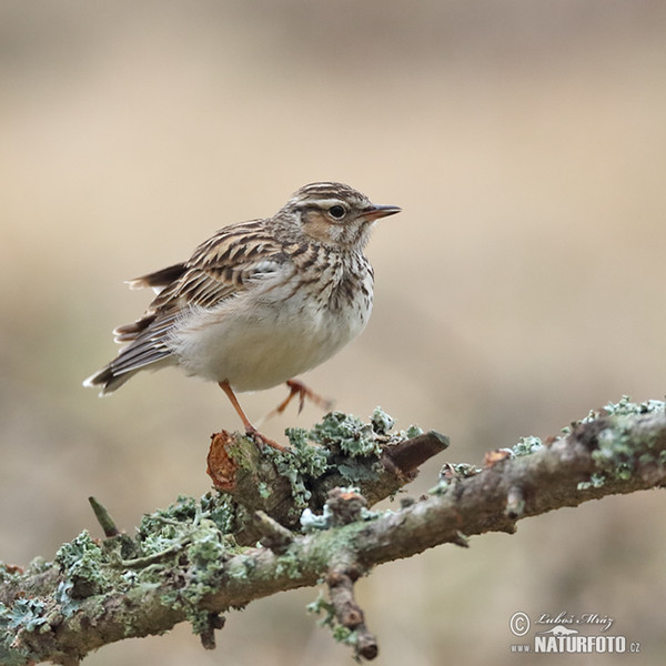 Wood Lark (Lullula arborea)