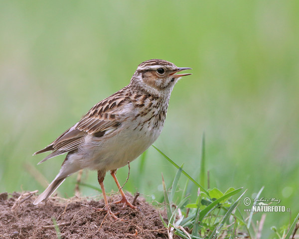 Wood Lark (Lullula arborea)