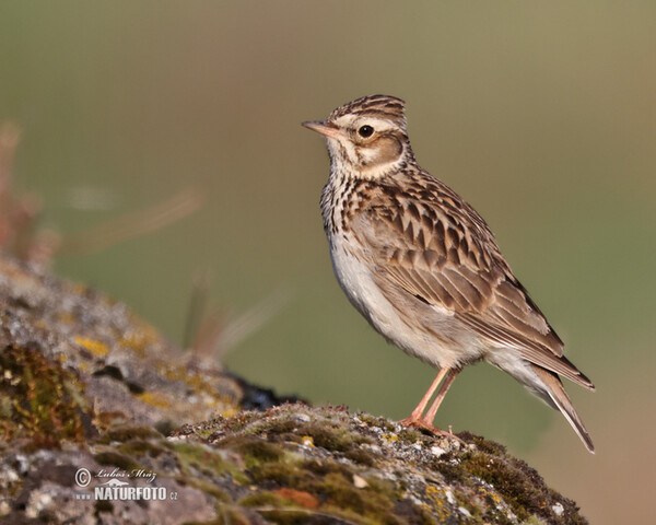 Wood Lark (Lullula arborea)