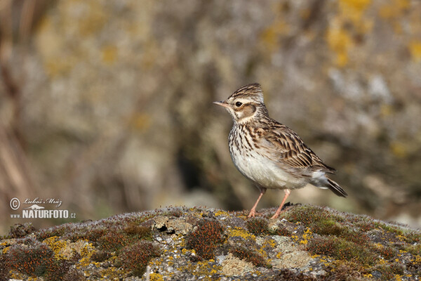 Wood Lark (Lullula arborea)