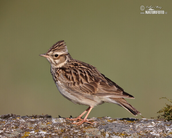 Wood Lark (Lullula arborea)