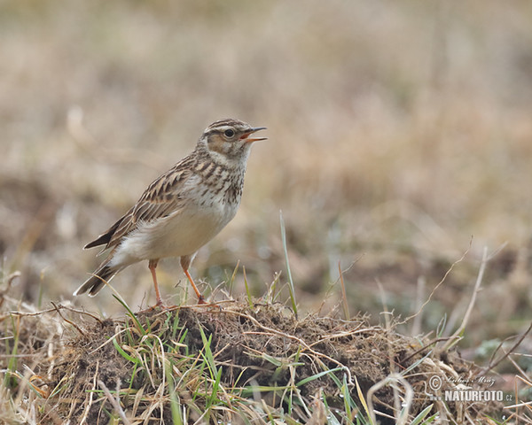 Wood Lark (Lullula arborea)