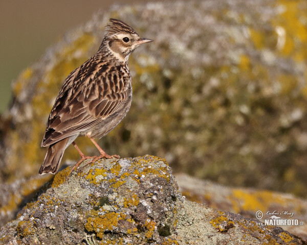 Wood Lark (Lullula arborea)