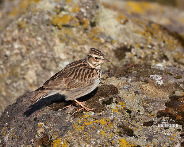 Wood Lark (Lullula arborea)