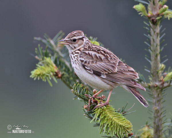 Wood Lark (Lullula arborea)