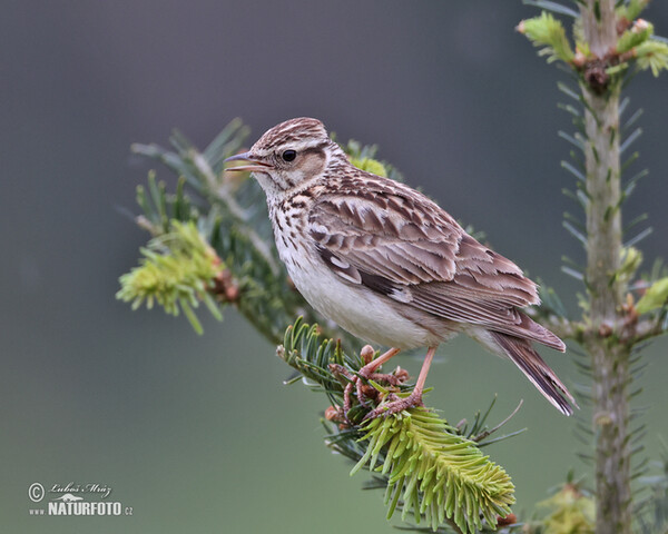 Wood Lark (Lullula arborea)