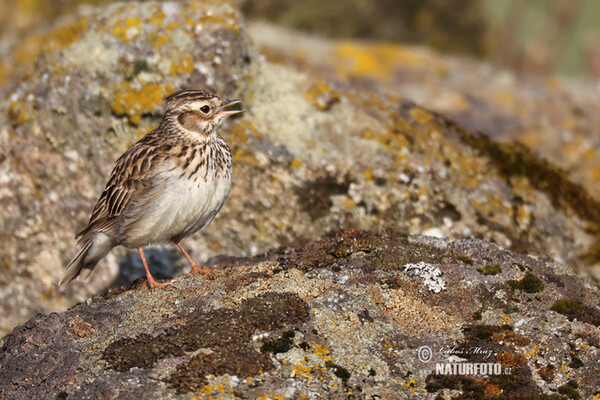 Wood Lark (Lullula arborea)