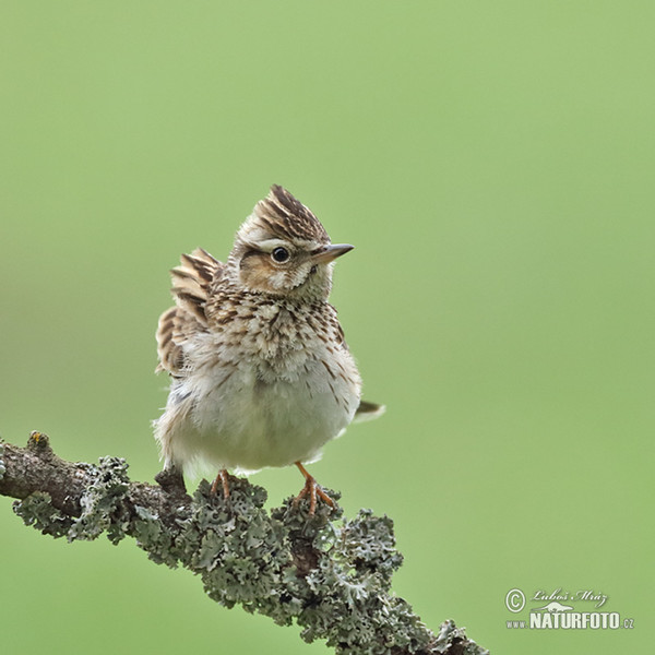 Wood Lark (Lullula arborea)