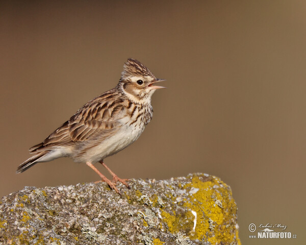 Wood Lark (Lullula arborea)