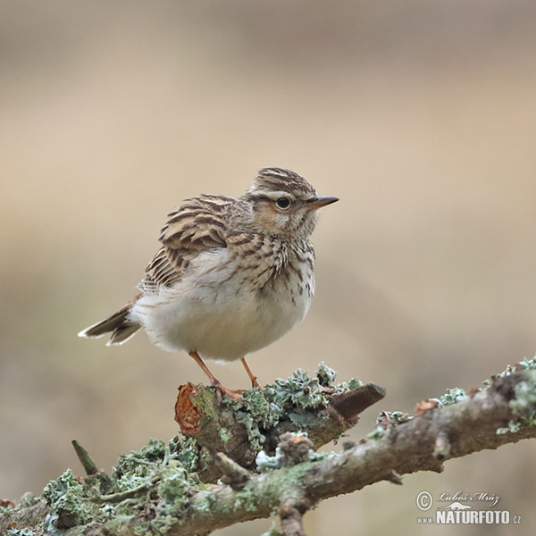 Wood Lark (Lullula arborea)